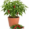 Serrano Pepper Live Plant, 2-Pack, 4-6 Inch Tall Seedlings for Home Garden - Image 1