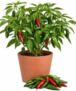 Serrano Pepper Live Plant, 2-Pack, 4-6 Inch Tall Seedlings for Home Garden - Image 1