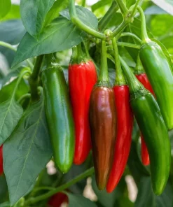 Serrano Pepper Live Plant, 2-Pack, 4-6 Inch Tall Seedlings for Home Garden - Image 2