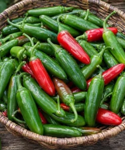 Serrano Pepper Plants Live - 2 Seedlings, 4-6 Inch Tall, Green Chili for Garden - Image 2