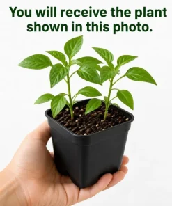 Serrano Pepper Plants Live - 2 Seedlings, 4-6 Inch Tall, Green Chili for Garden - Image 4