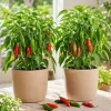 Serrano Pepper Plants Live - 2 Seedlings, 4-6 Inch Tall, Green Chili for Garden - Image 1