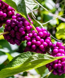 Set of 2 American Beautyberry Live Plants - 6-12 Inch Tall, 4" Pot - Outdoor Shrub - Image 2