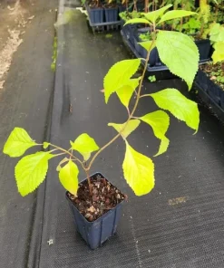 Set of 2 American Beautyberry Live Plants - 6-12 Inch Tall, 4