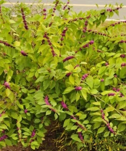 Set of 2 American Beautyberry Live Plants - 6-12 Inch Tall, 4