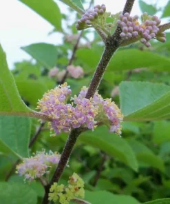 Set of 2 American Beautyberry Live Plants - 6-12 Inch Tall, 4