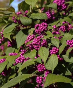 Set of 2 American Beautyberry Live Plants - 6-12 Inch Tall, 4