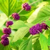 Set of 2 American Beautyberry Live Plants - 6-12 Inch Tall, 4" Pot - Outdoor Shrub - Image 1