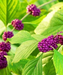 Set of 2 American Beautyberry Live Plants - 6-12 Inch Tall, 4" Pot - Outdoor Shrub - Image 1