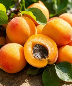 Set of 2 Apricot Trees Bare Root Plants, 1-2 Ft Tall, Gold Red Fruit, Outdoor - Image 6