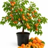 Set of 2 Apricot Trees Bare Root Plants, 1-2 Ft Tall, Gold Red Fruit, Outdoor - Image 1