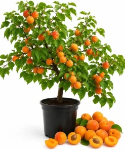 Set of 2 Apricot Trees Bare Root Plants, 1-2 Ft Tall, Gold Red Fruit, Outdoor - Image 1