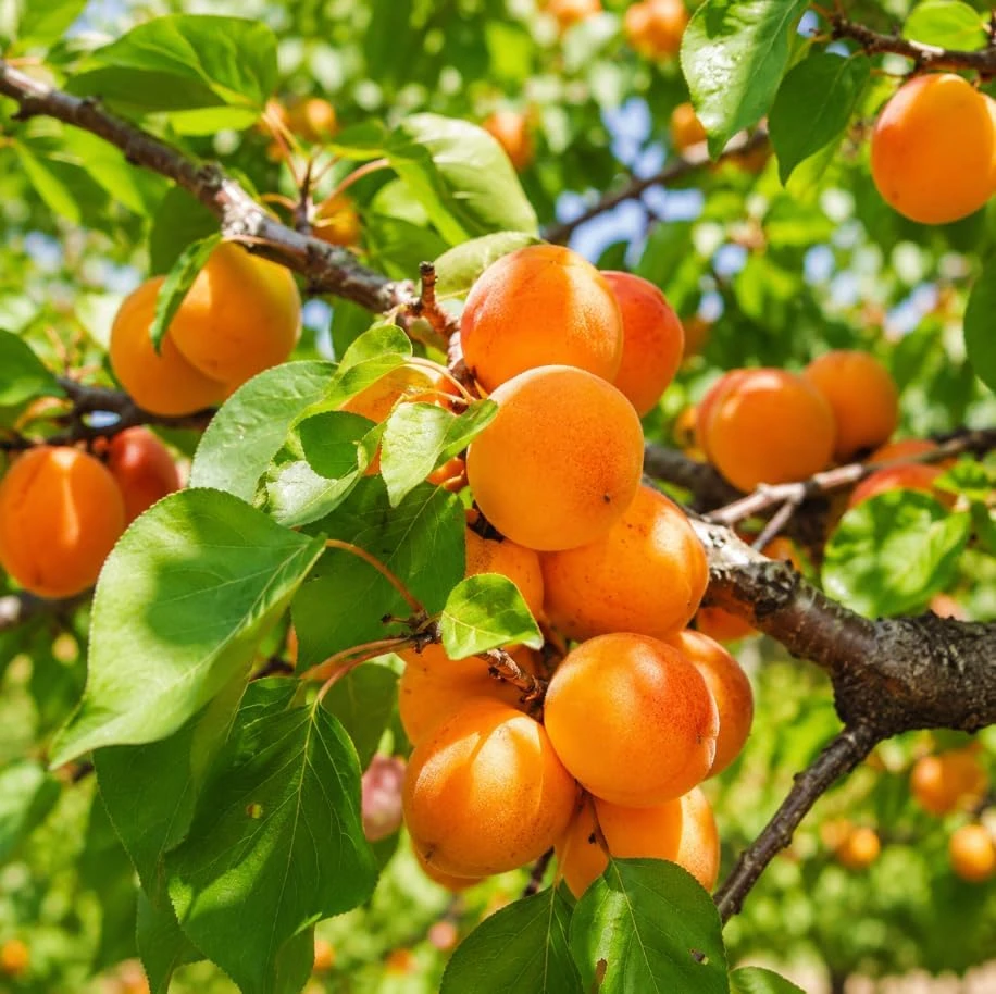 Set of 2 Apricot Trees Live Plant, 1-2 Ft Tall Bare Root Gold-Red Fruit Trees for Outdoor Gardens - Image 2