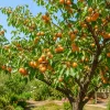 Set of 2 Apricot Trees Live Plant, 1-2 Ft Tall Bare Root Gold-Red Fruit Trees for Outdoor Gardens - Image 1