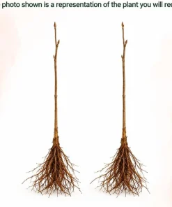 Set of 2 Apricot Trees Live Plant, 1-2 Ft Tall Bare Root Gold-Red Fruit Trees for Outdoor Gardens - Image 3