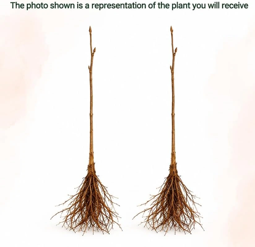 Set of 2 Apricot Trees Live Plant, 1-2 Ft Tall Bare Root Gold-Red Fruit Trees for Outdoor Gardens - Image 3