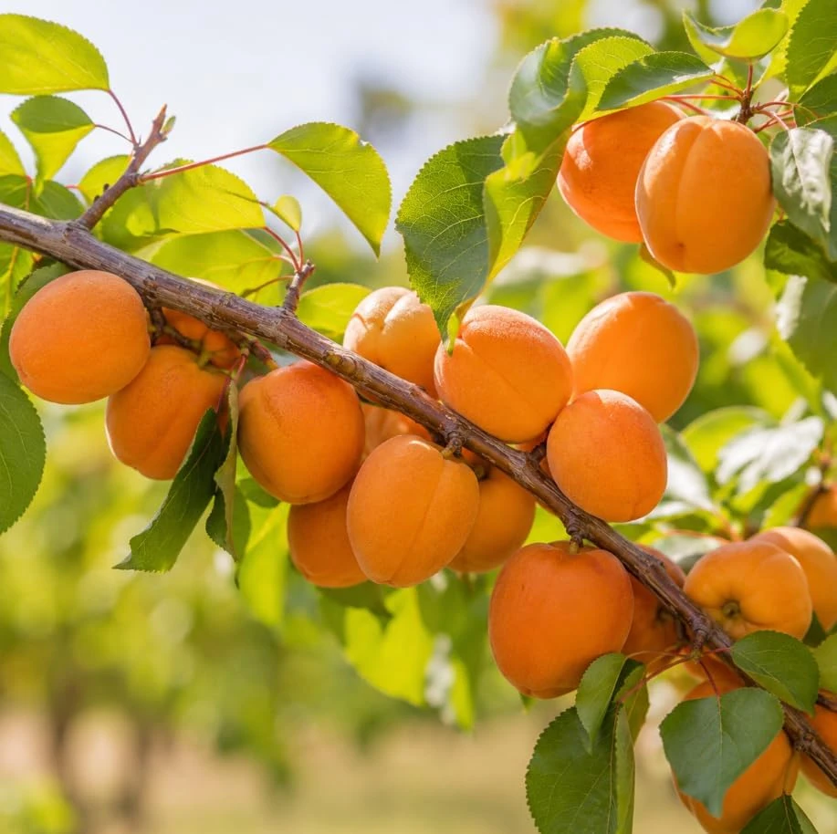 Set of 2 Apricot Trees Live Plant, 1-2 Ft Tall Bare Root Gold-Red Fruit Trees for Outdoor Gardens - Image 6