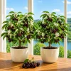 Set of 2 Black Cherry Live Plant, Sweet Fruit Tree, 6-12 Inch Tall, Quart Pot - Image 1