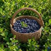 Set of 2 Black Huckleberry Live Plants, Sweet Outdoor Garden Bushes, 4-7 Inch Tall, 4 Inch Pot - Image 1