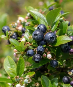 Set of 2 Black Huckleberry Live Plants, Sweet Outdoor Garden Bushes, 4-7 Inch Tall, 4 Inch Pot - Image 3