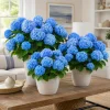 Set of 2 Blue Hydrangea Live Plants, Outdoor Bushes, Perennial, 2.5 Inch Pot - Image 1