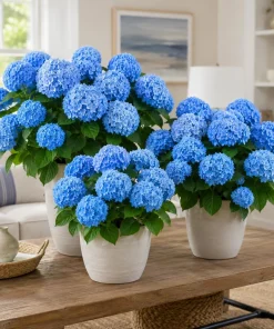 Set of 2 Blue Hydrangea Live Plants, Outdoor Bushes, Perennial, 2.5 Inch Pot - Image 1