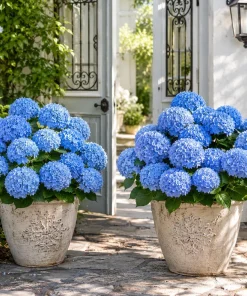 Set of 2 Blue Hydrangea Live Plants, Outdoor Bushes, Perennial, 2.5 Inch Pot - Image 5