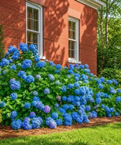 Set of 2 Blue Hydrangea Live Plants, Outdoor Bushes, Perennial, 2.5 Inch Pot - Image 6