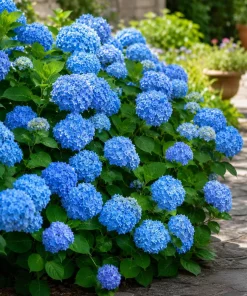 Set of 2 Blue Hydrangea Live Plants, Outdoor Bushes, Perennial, 2.5 Inch Pot - Image 7