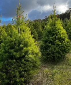 Set of 2 Douglas Fir Live Trees – Potted Evergreen Plant for Holiday & Landscape - Image 2