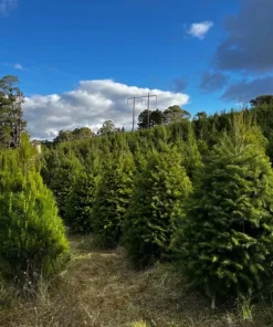 Set of 2 Douglas Fir Live Trees – Potted Evergreen Plant for Holiday & Landscape - Image 3