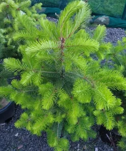 Set of 2 Douglas Fir Live Trees – Potted Evergreen Plant for Holiday & Landscape - Image 4