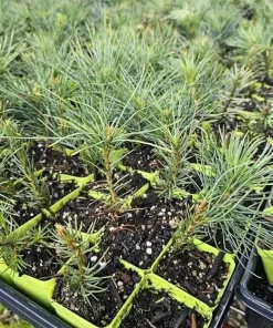 Set of 2 Douglas Fir Live Trees – Potted Evergreen Plant for Holiday & Landscape - Image 5