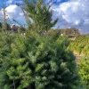 Set of 2 Douglas Fir Live Trees – Potted Evergreen Plant for Holiday & Landscape - Image 1
