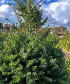 Set of 2 Douglas Fir Live Trees – Potted Evergreen Plant for Holiday & Landscape - Image 1
