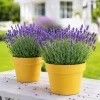 Set of 2 English Lavender Live Plants, 2-4 Inch Tall, 3 Inch Pot - Image 1