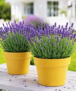 Set of 2 English Lavender Live Plants, 2-4 Inch Tall, 3 Inch Pot - Image 1