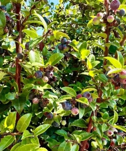 Set of 2 Evergreen Huckleberry Live Plants - Vaccinium ovatum - 3-7