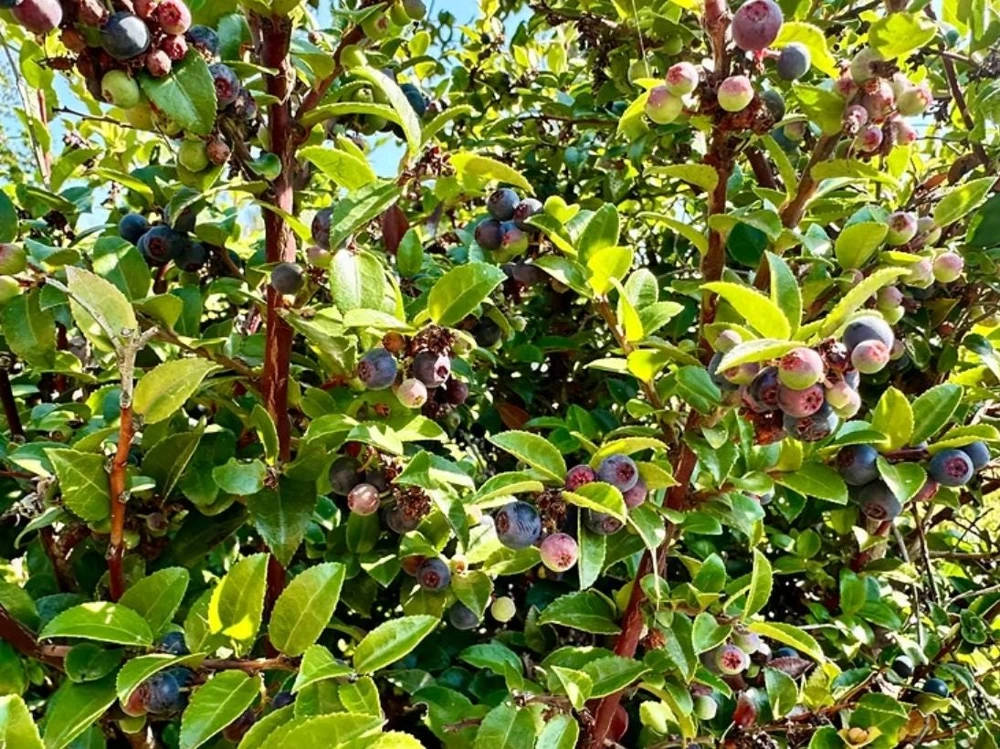 Set of 2 Evergreen Huckleberry Live Plants - Vaccinium ovatum - 3-7" Tall - 3" Pots - Edible Berries - Image 2