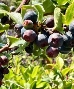 Set of 2 Evergreen Huckleberry Live Plants - Vaccinium ovatum - 3-7