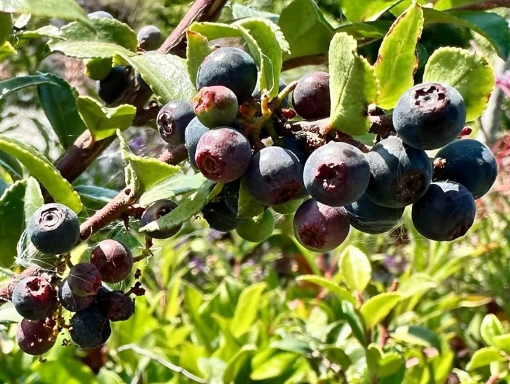 Set of 2 Evergreen Huckleberry Live Plants - Vaccinium ovatum - 3-7" Tall - 3" Pots - Edible Berries - Image 3