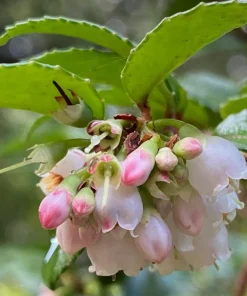 Set of 2 Evergreen Huckleberry Live Plants - Vaccinium ovatum - 3-7