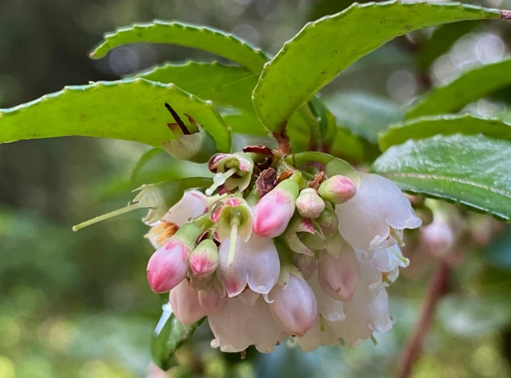 Set of 2 Evergreen Huckleberry Live Plants - Vaccinium ovatum - 3-7" Tall - 3" Pots - Edible Berries - Image 4