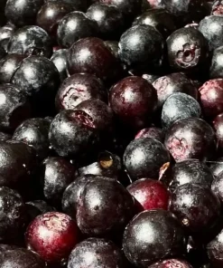Set of 2 Evergreen Huckleberry Live Plants - Vaccinium ovatum - 3-7
