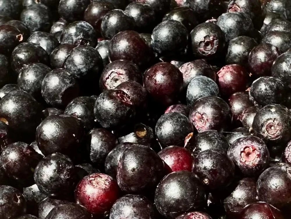 Set of 2 Evergreen Huckleberry Live Plants - Vaccinium ovatum - 3-7" Tall - 3" Pots - Edible Berries - Image 5
