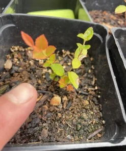 Set of 2 Evergreen Huckleberry Live Plants - Vaccinium ovatum - 3-7