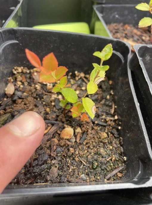 Set of 2 Evergreen Huckleberry Live Plants - Vaccinium ovatum - 3-7" Tall - 3" Pots - Edible Berries - Image 6