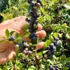 Set of 2 Evergreen Huckleberry Live Plants - Vaccinium ovatum - 3-7" Tall - 3" Pots - Edible Berries - Image 1