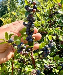 Set of 2 Evergreen Huckleberry Live Plants - Vaccinium ovatum - 3-7