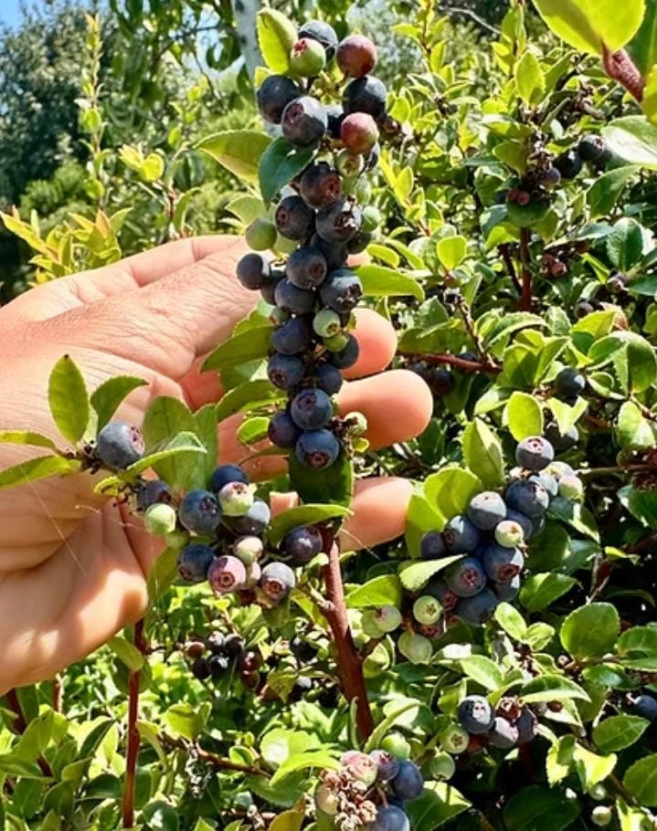 Set of 2 Evergreen Huckleberry Live Plants - Vaccinium ovatum - 3-7" Tall - 3" Pots - Edible Berries - Image 1